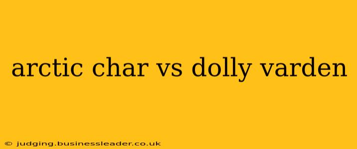 arctic char vs dolly varden
