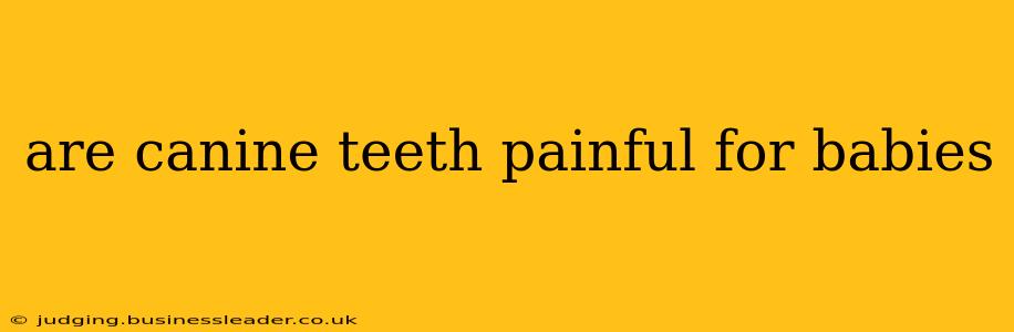 are canine teeth painful for babies