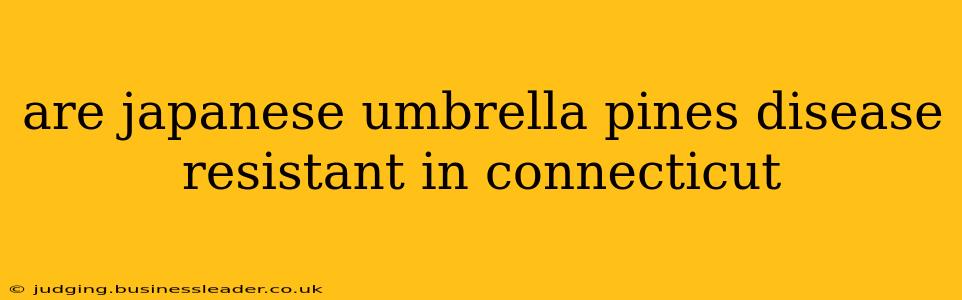 are japanese umbrella pines disease resistant in connecticut