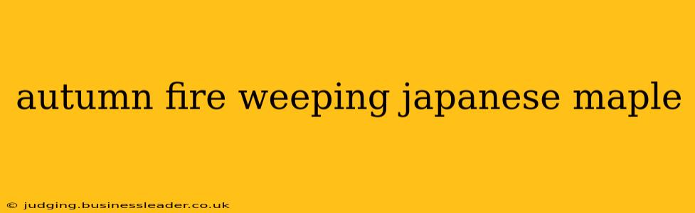 autumn fire weeping japanese maple