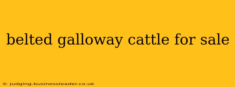 belted galloway cattle for sale