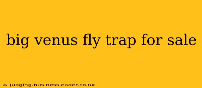 big venus fly trap for sale