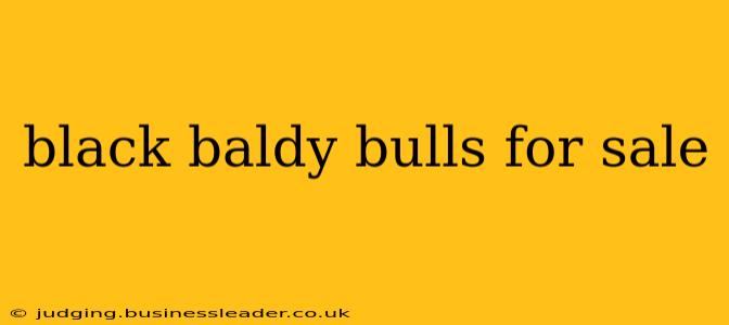 black baldy bulls for sale