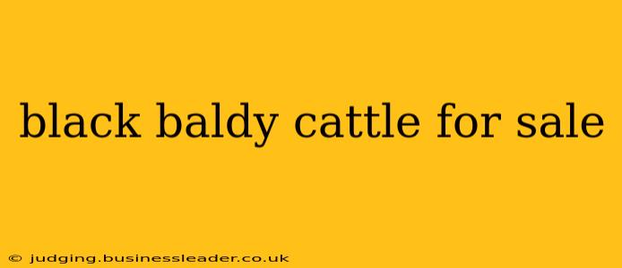 black baldy cattle for sale