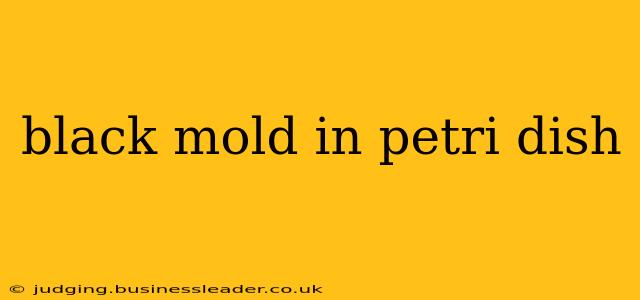 black mold in petri dish