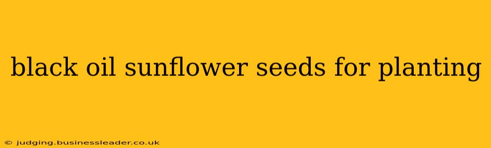black oil sunflower seeds for planting
