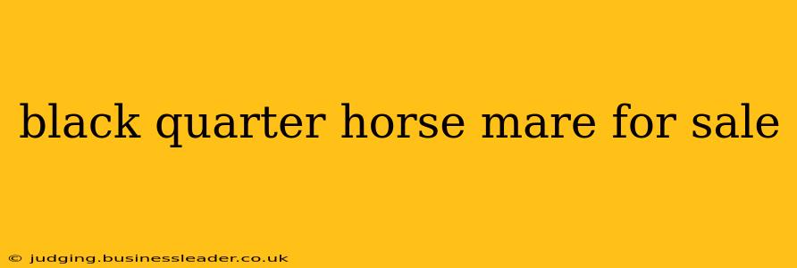 black quarter horse mare for sale