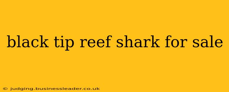 black tip reef shark for sale