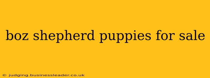 boz shepherd puppies for sale