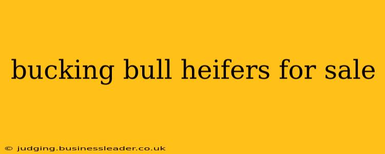 bucking bull heifers for sale