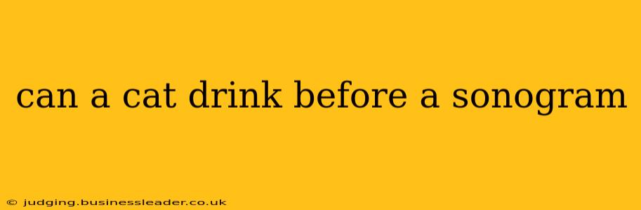 can a cat drink before a sonogram