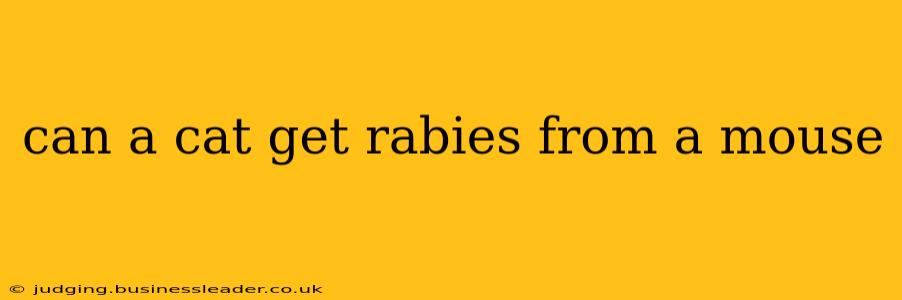 can a cat get rabies from a mouse