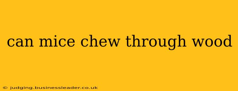 can mice chew through wood