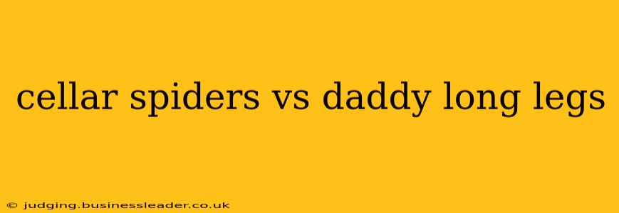 cellar spiders vs daddy long legs