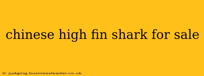 chinese high fin shark for sale