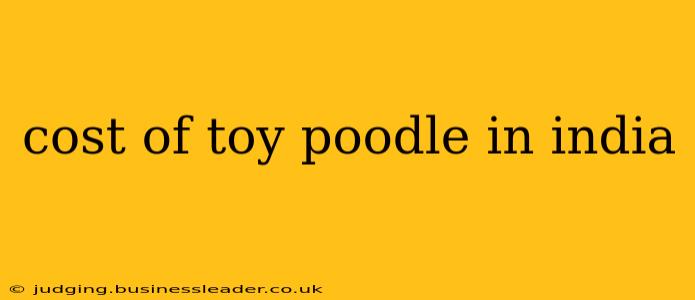 cost of toy poodle in india