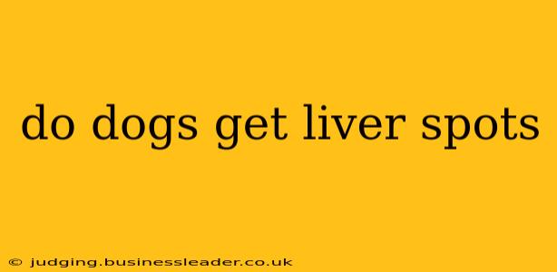 do dogs get liver spots