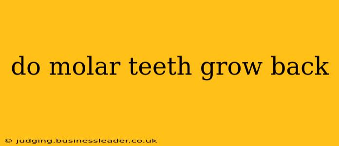 do molar teeth grow back