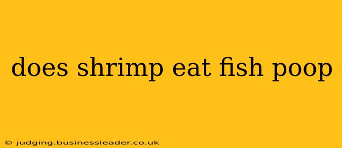 does shrimp eat fish poop
