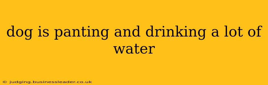 dog is panting and drinking a lot of water