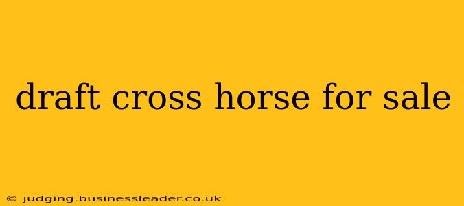 draft cross horse for sale