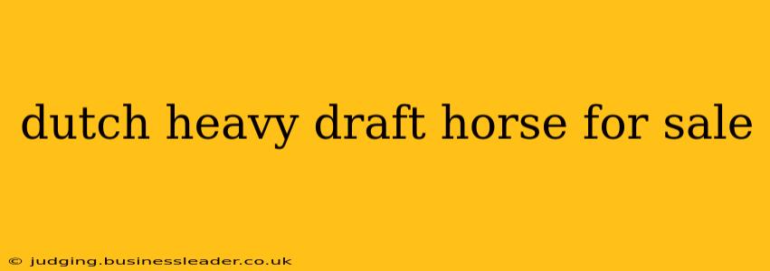 dutch heavy draft horse for sale