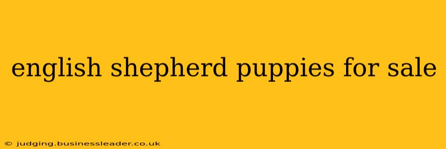 english shepherd puppies for sale