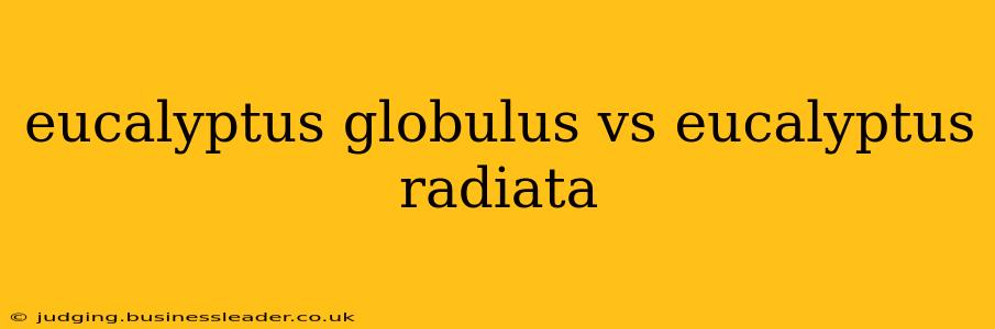 eucalyptus globulus vs eucalyptus radiata
