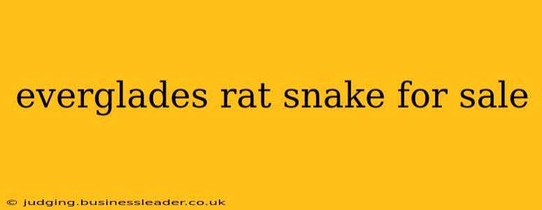 everglades rat snake for sale