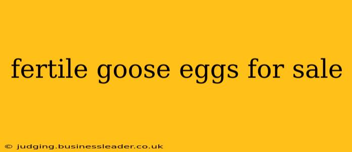 fertile goose eggs for sale