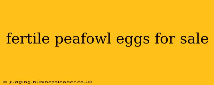 fertile peafowl eggs for sale