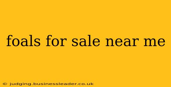 foals for sale near me