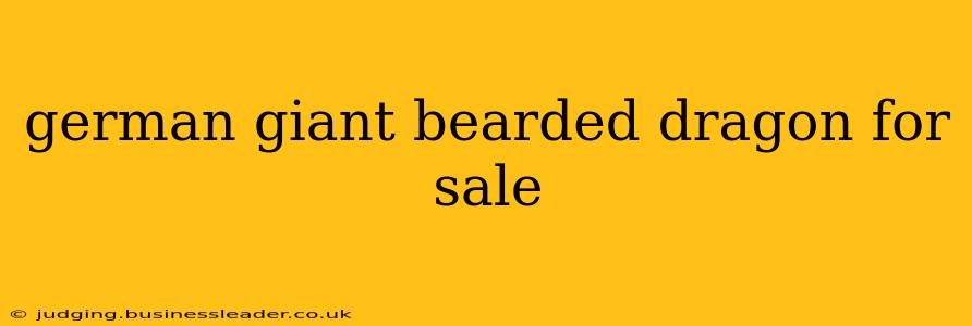 german giant bearded dragon for sale