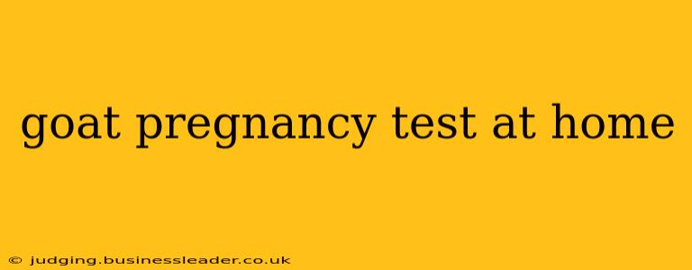 goat pregnancy test at home