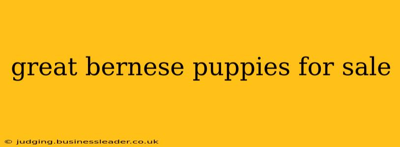 great bernese puppies for sale