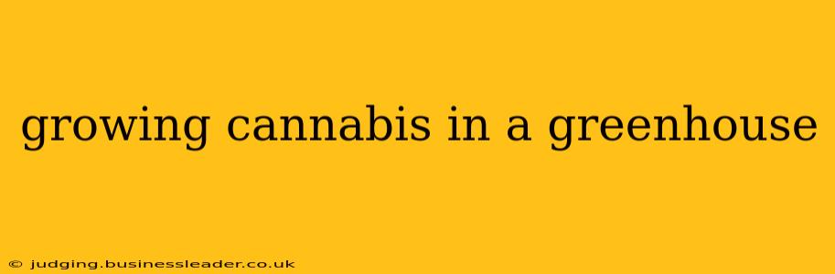 growing cannabis in a greenhouse