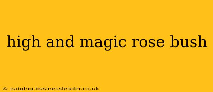 high and magic rose bush
