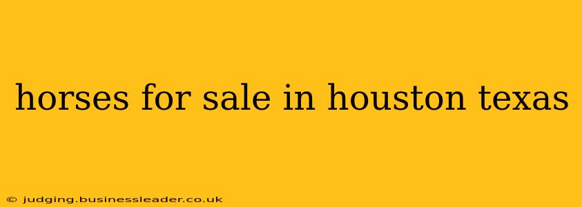 horses for sale in houston texas