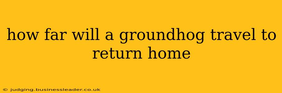 how far will a groundhog travel to return home