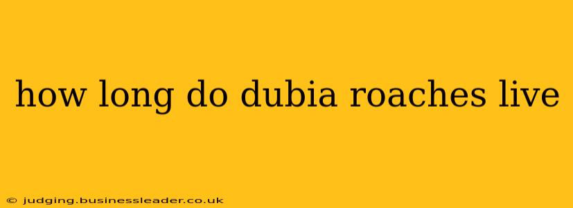 how long do dubia roaches live