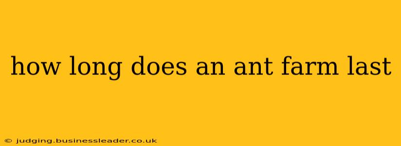 how long does an ant farm last
