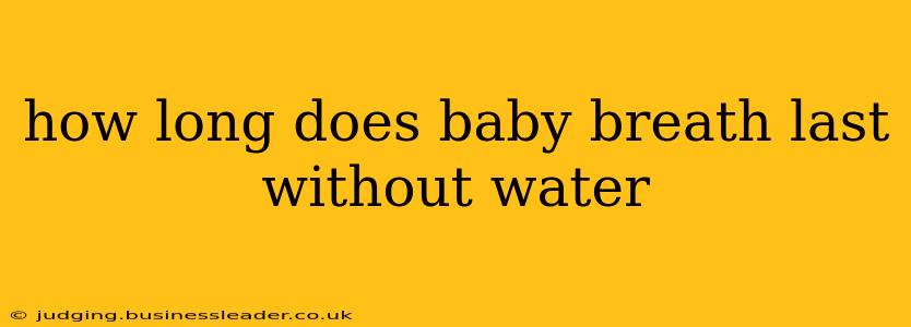 how long does baby breath last without water