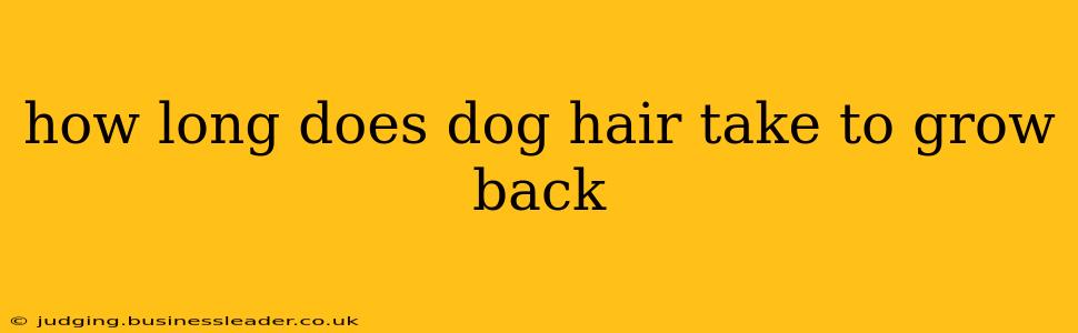 how long does dog hair take to grow back