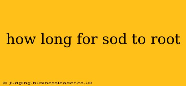 how long for sod to root