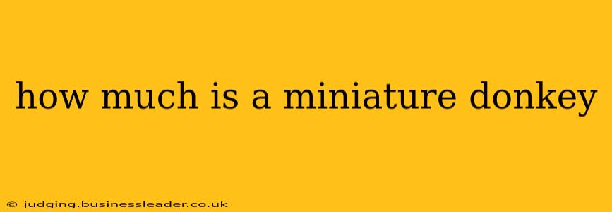 how much is a miniature donkey