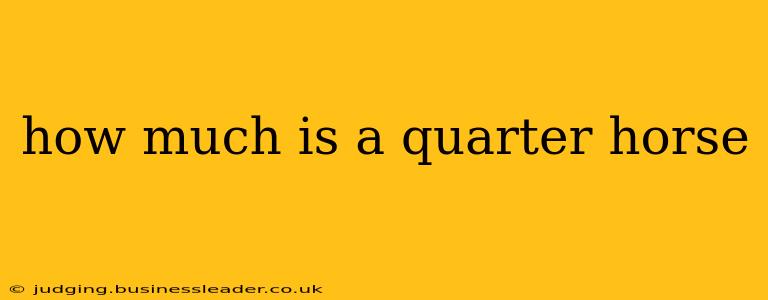 how much is a quarter horse