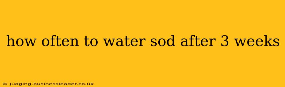 how often to water sod after 3 weeks