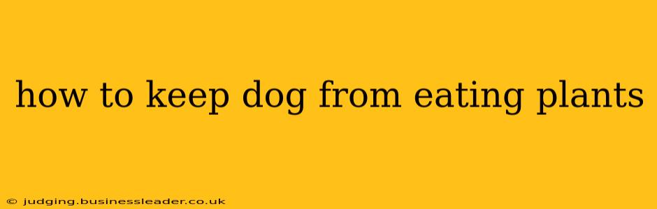 how to keep dog from eating plants
