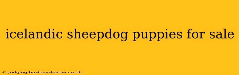 icelandic sheepdog puppies for sale