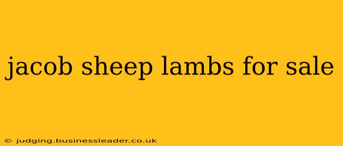 jacob sheep lambs for sale
